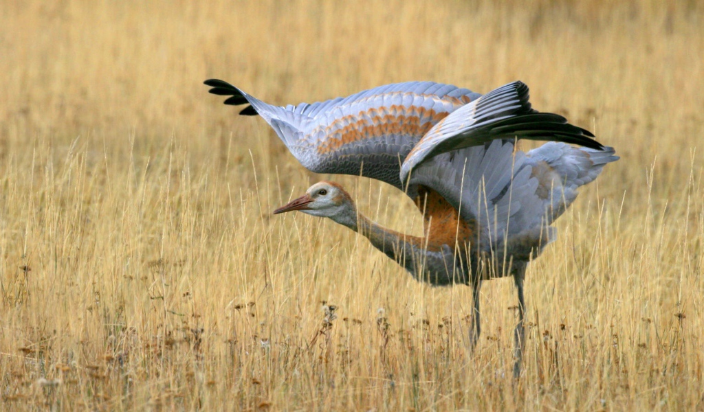 Журавль машет крыльями