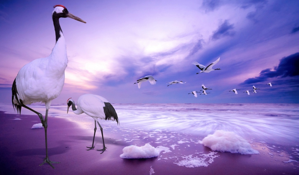 Журавли на пляже