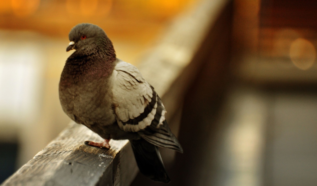 Отчаянная птица