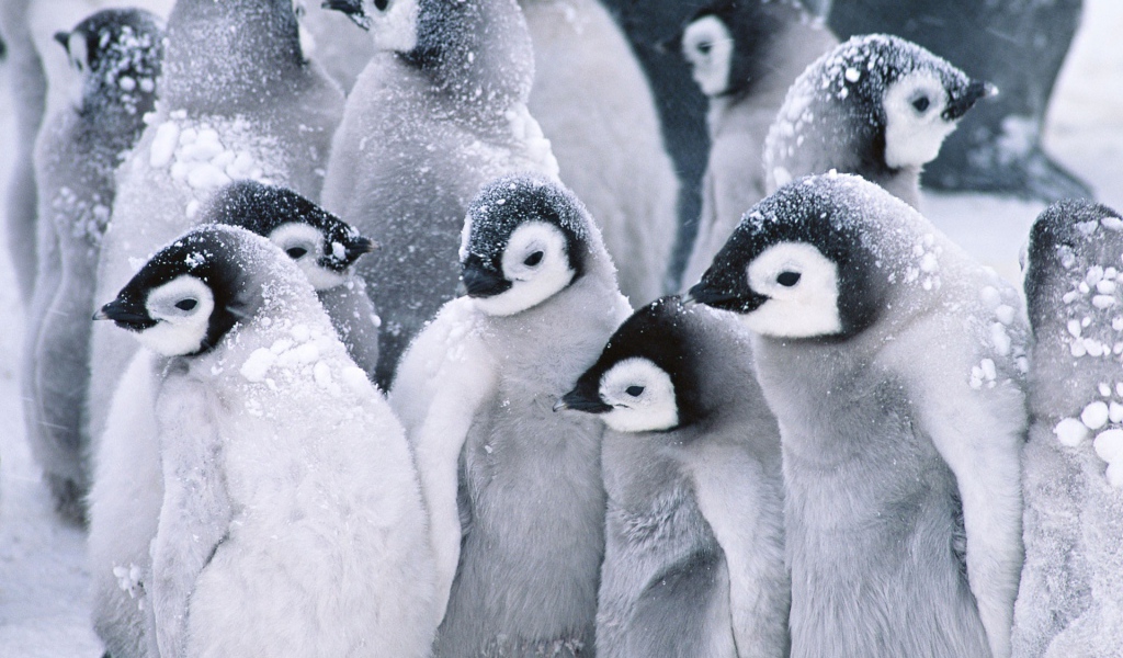 Симпатичные пингвины
