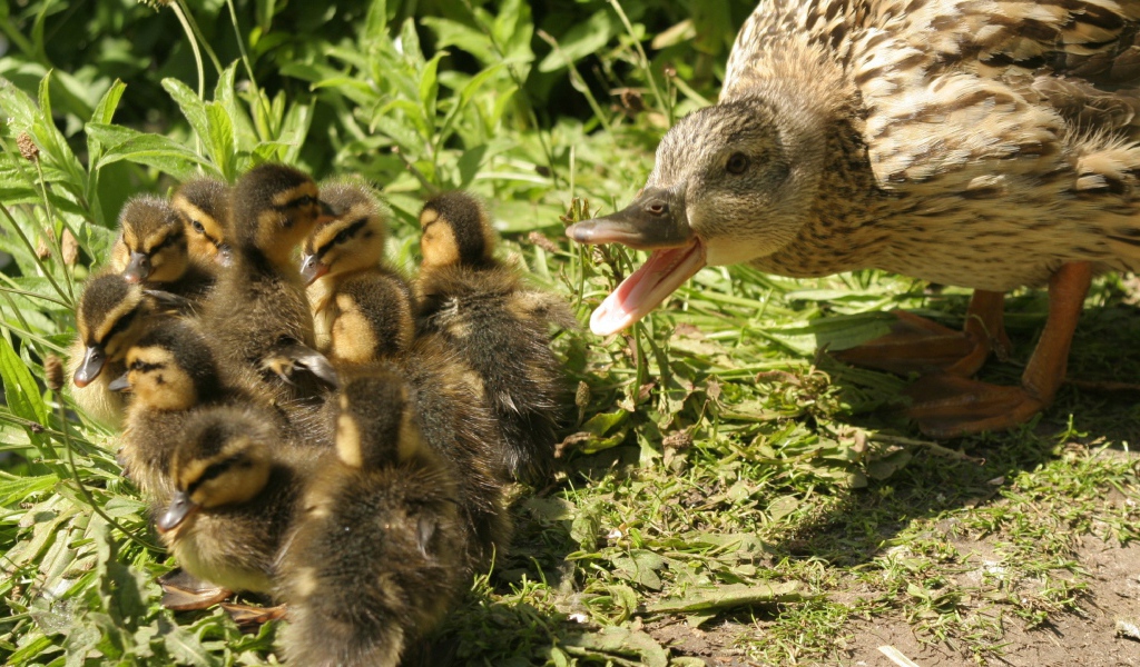 Утка с утятами