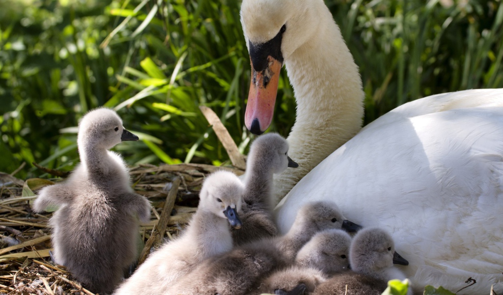 Утка с утятами