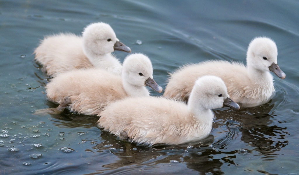 Утята в воде