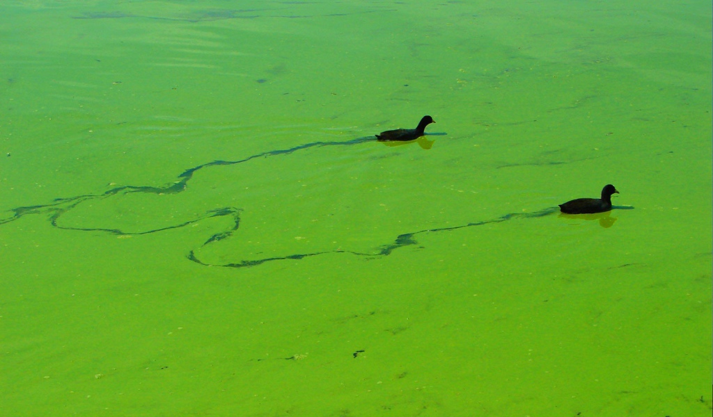 Утки плывут по зеленой тине