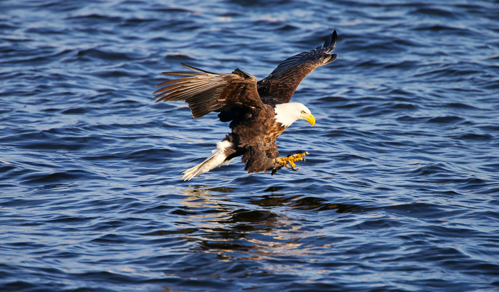 Орёл ловит рыбу