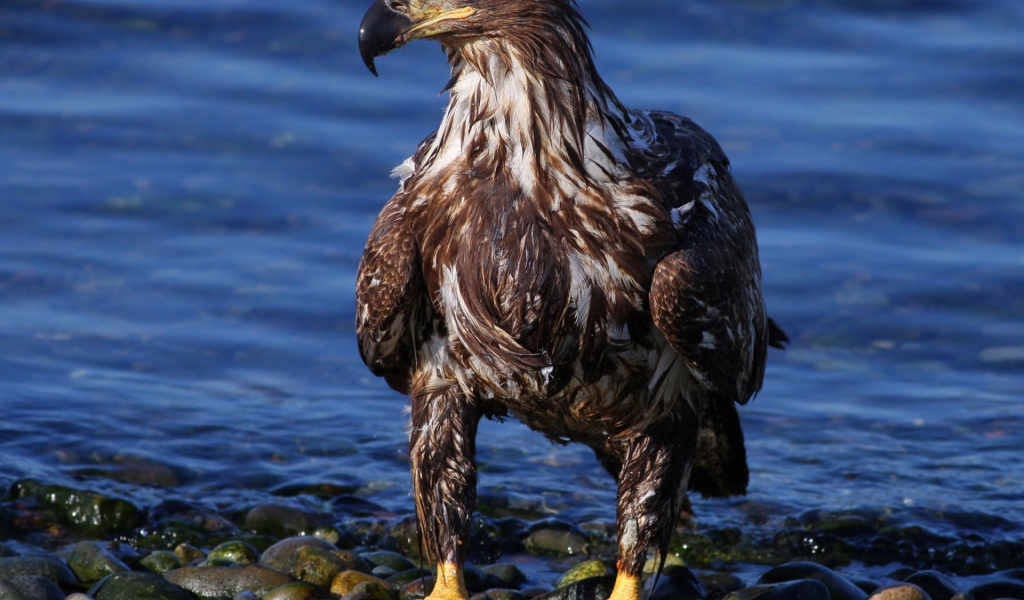 Орел на берегу моря