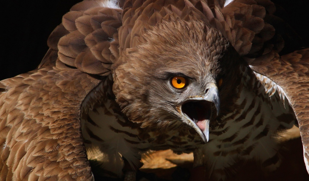 Орел раскрыл клюв