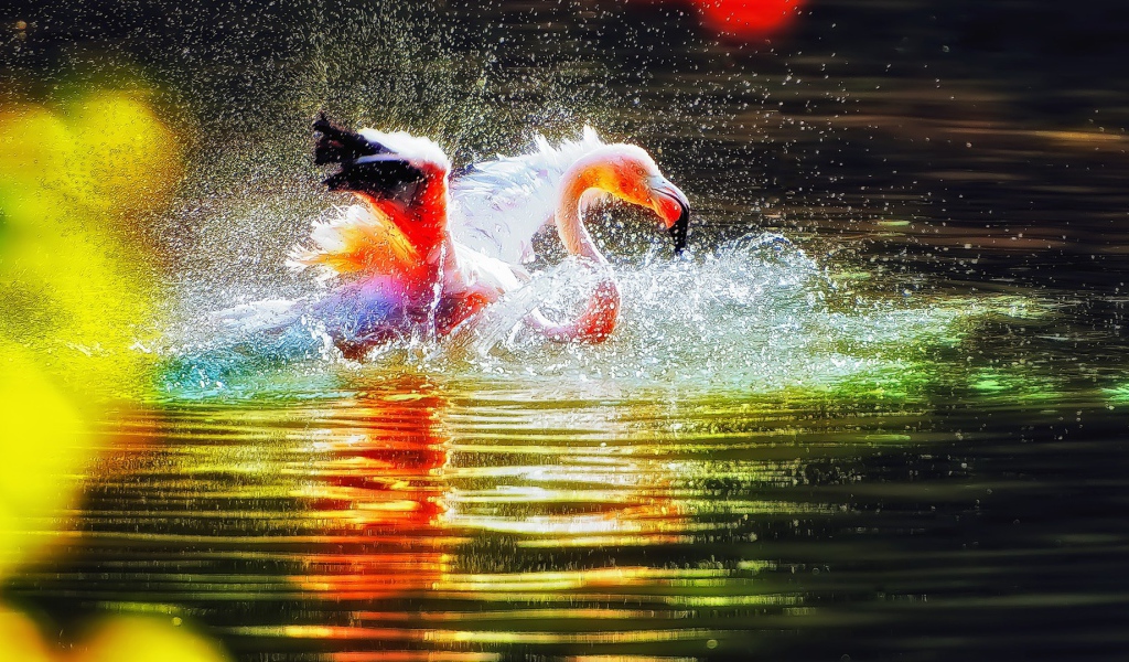 Фламинго играет в воде
