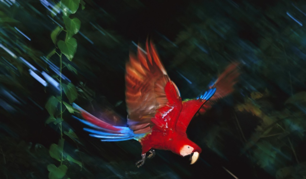 Полет попугая