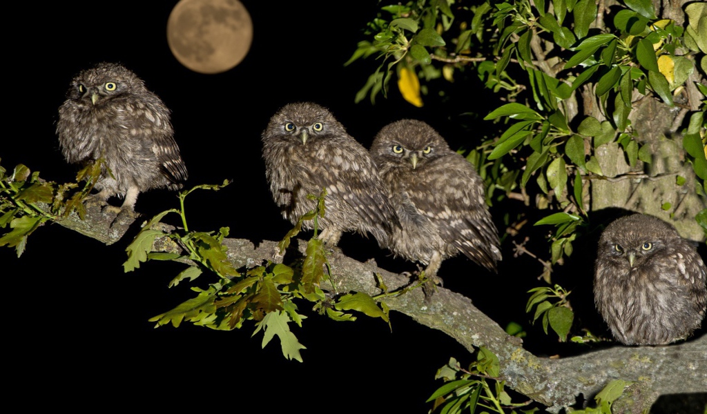 Четыре совы на дереве