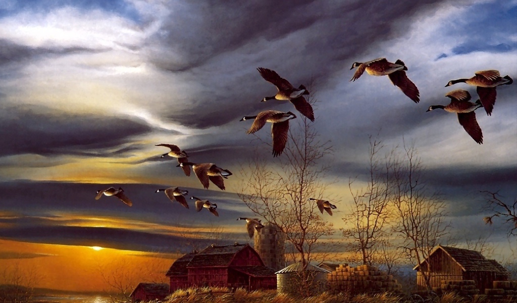 Гуси прилетели на озеро