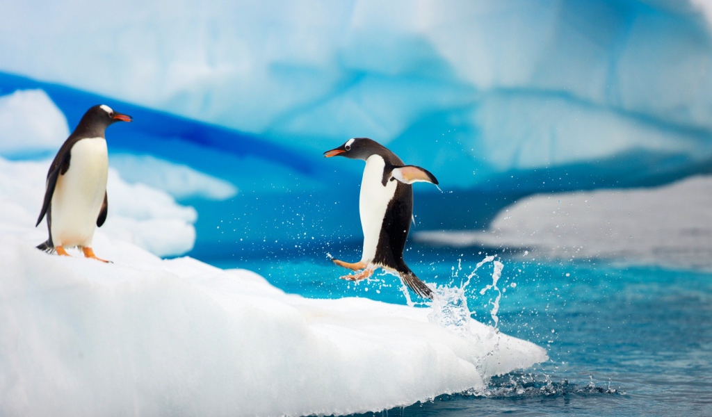 Арктические пингвины
