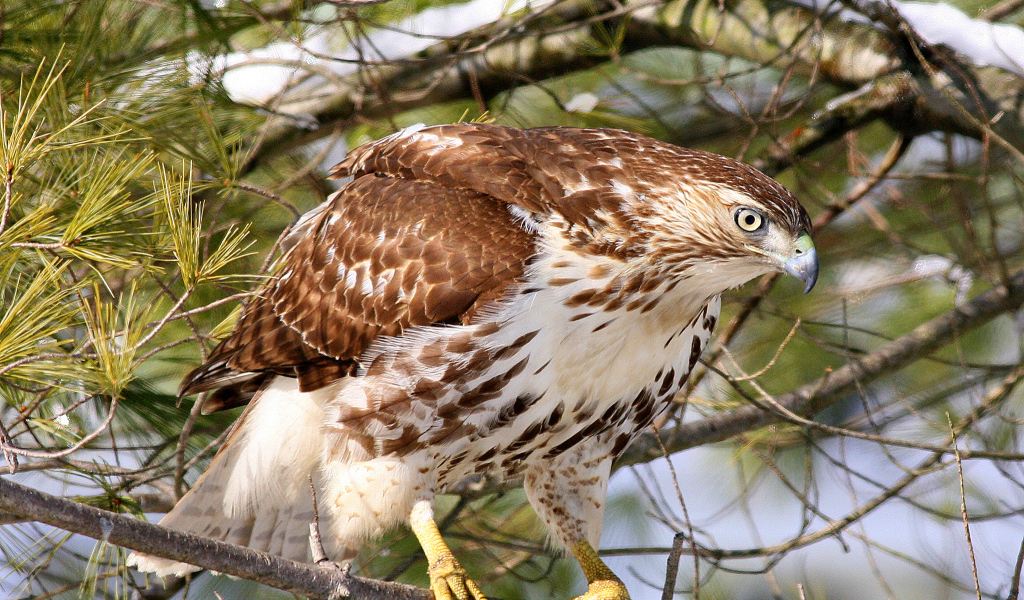 Ястреб на ветке