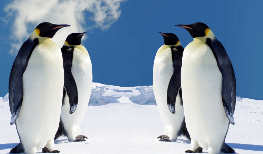 Пингвины