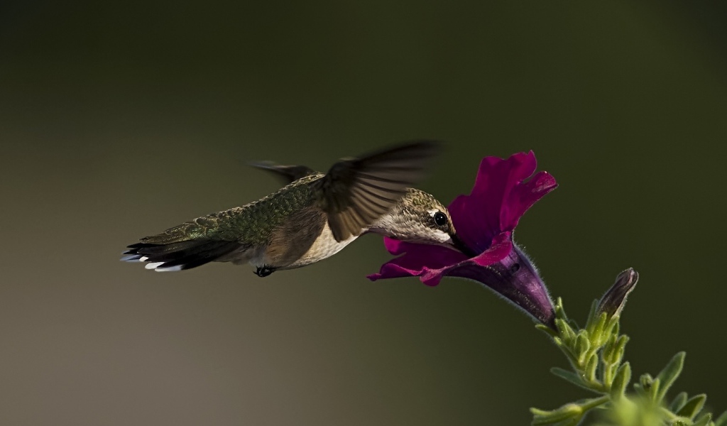 Колибри у цветка
