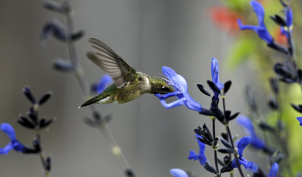 Колибри около синего цветка