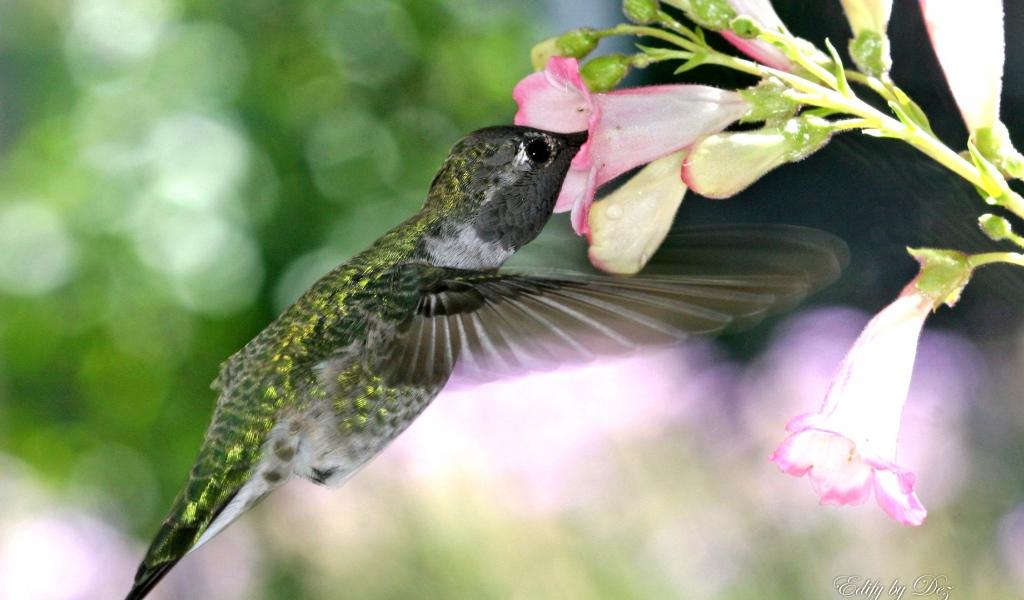 Голодная колибри