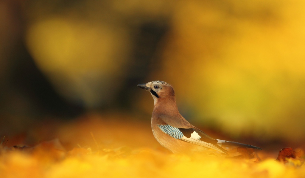 Сойка в осеннем лесу