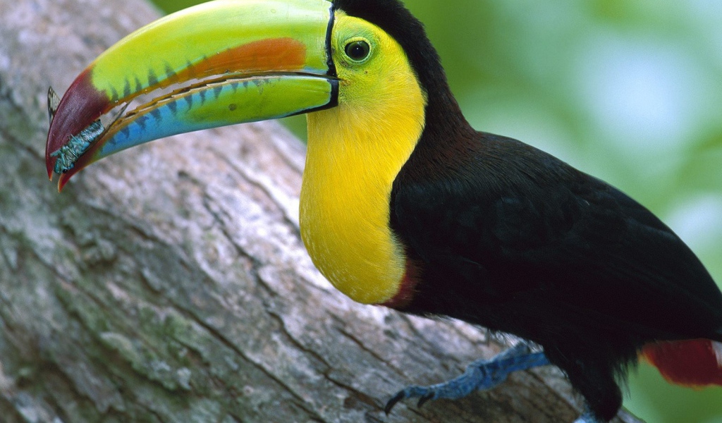 Тукан в Панаме