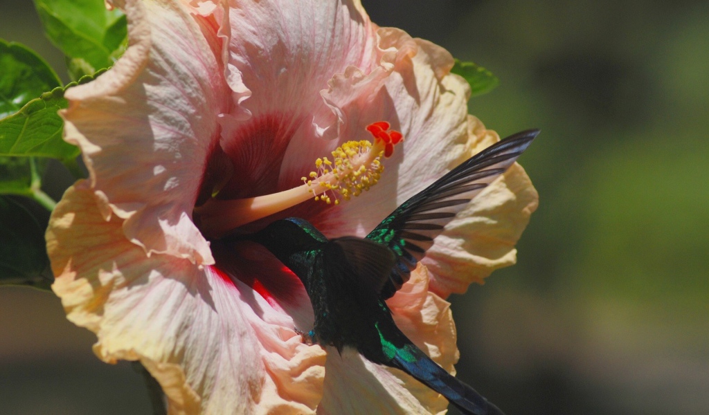 Коллибри на цветке