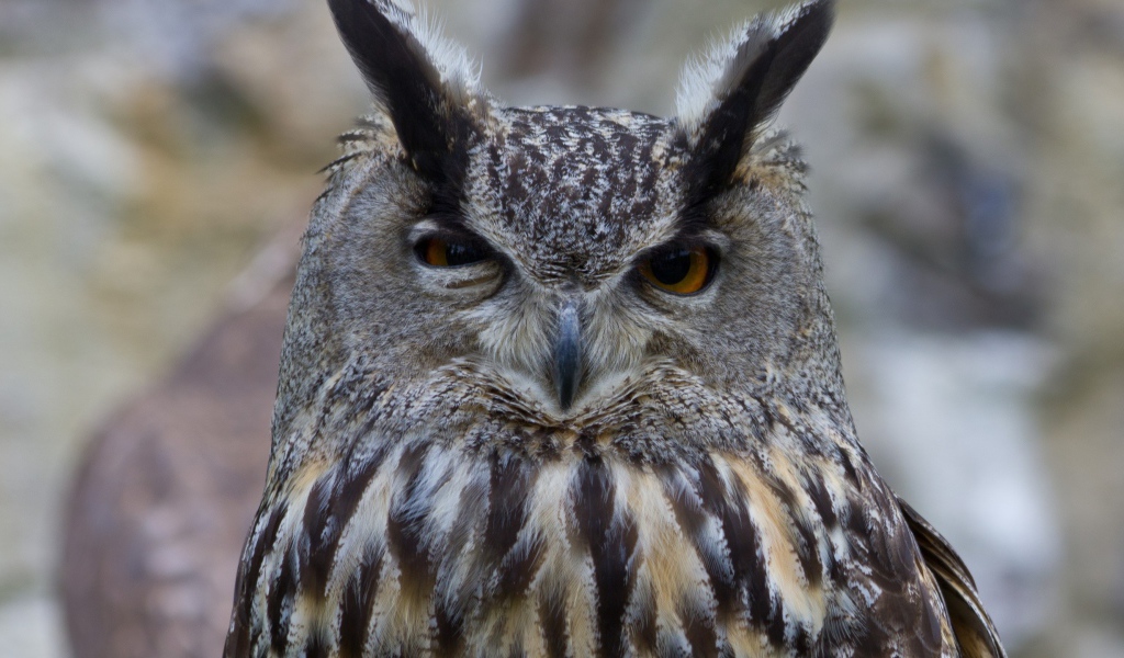 Ушастая сова