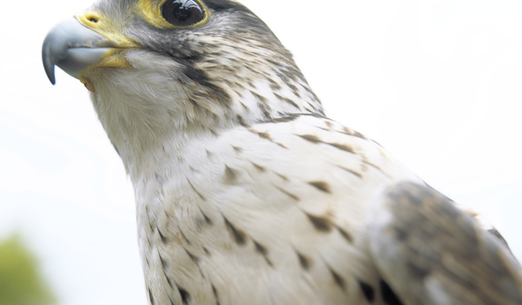 Взгляд ястреба