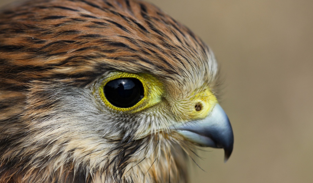 Взгляд пустельги