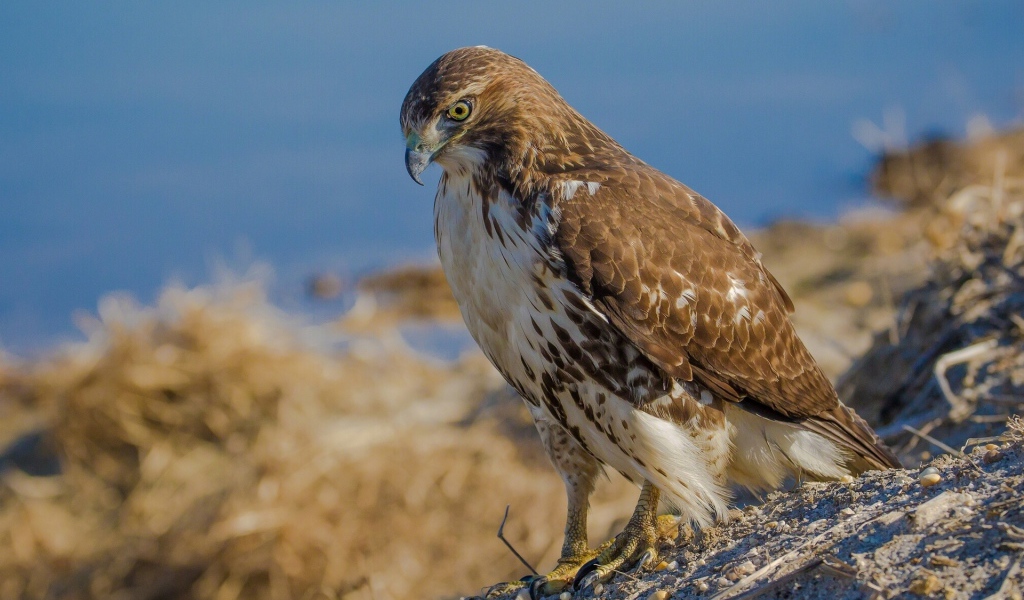Взгляд хищного ястреба