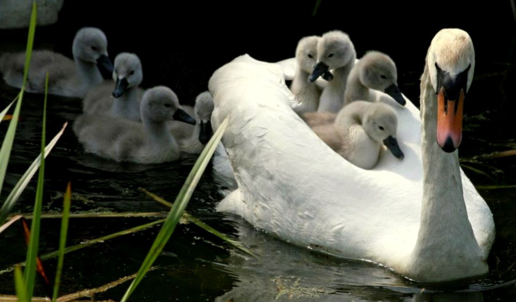 Мама лебедь с детьми