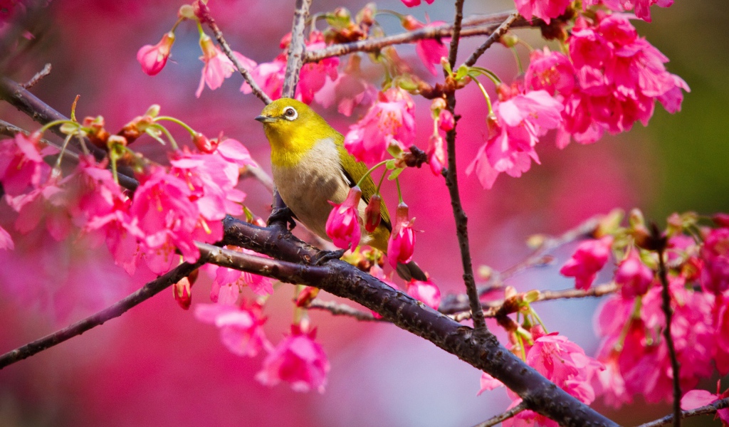 Горная вишневая птичка