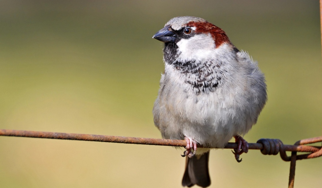 Обыкновенный воробей