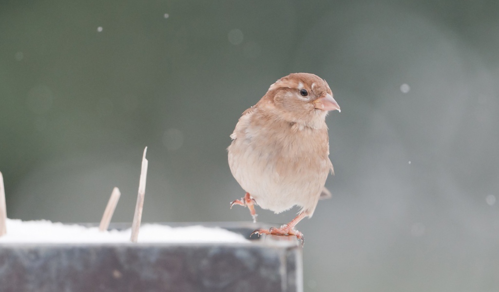 Обыкновенный воробей