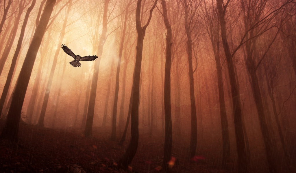 Сова в лесу