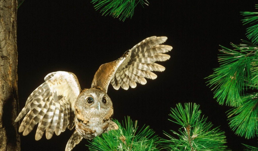 Сова в полете