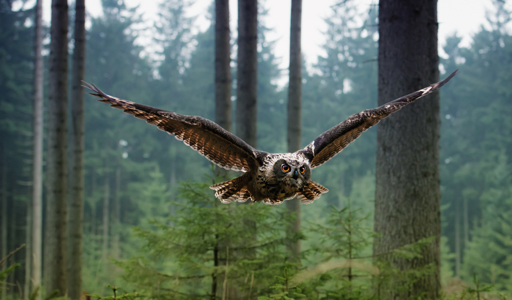 Сова в полете