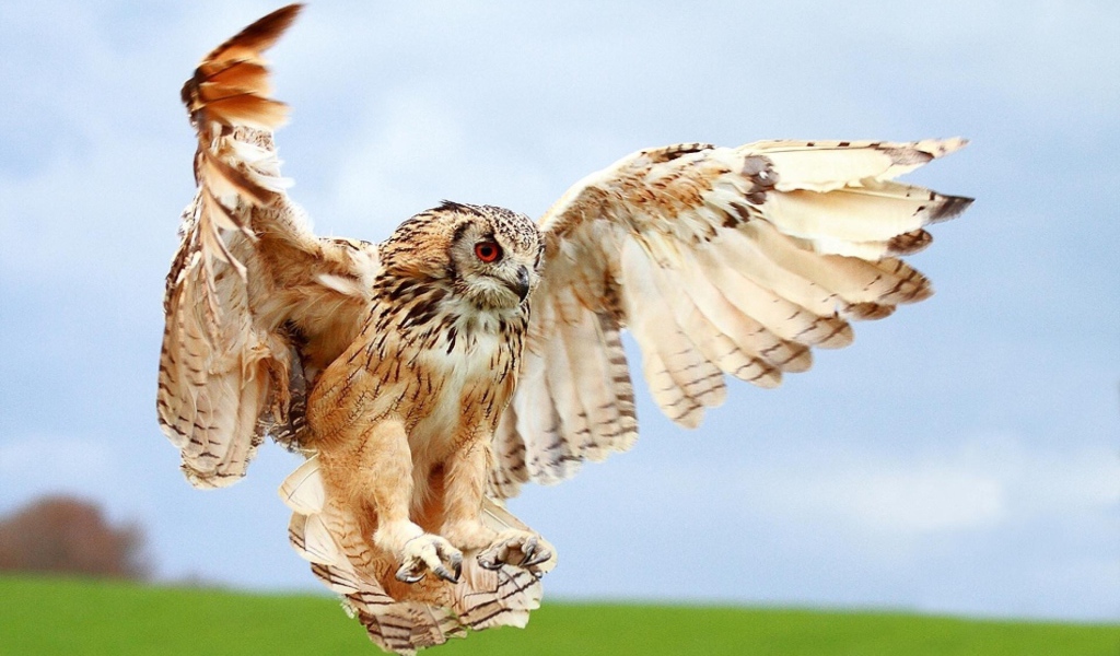 Сова в полете за добычей