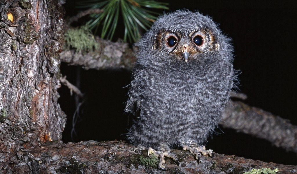 Птенец совы