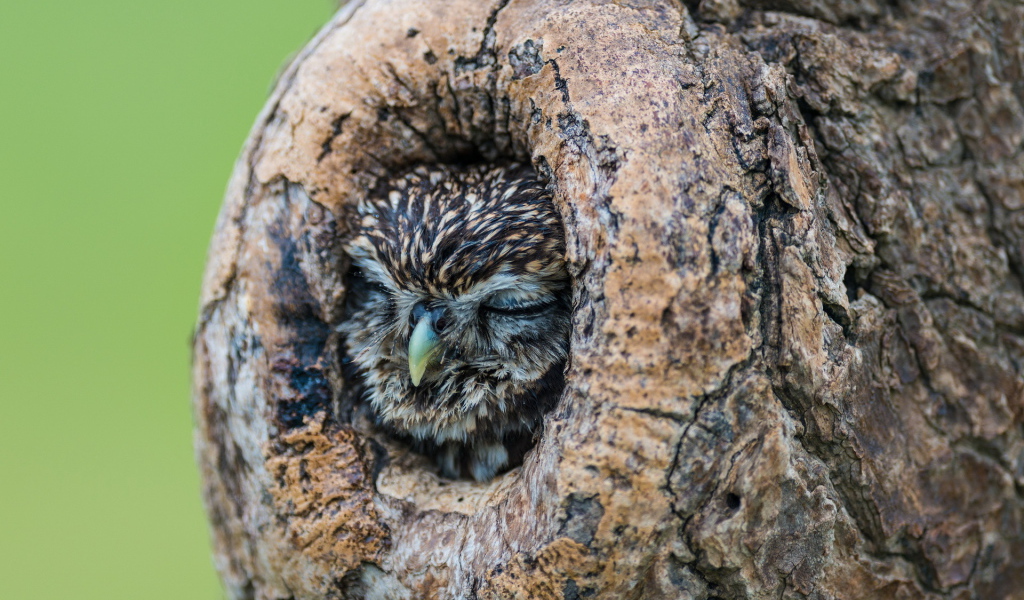 Сова спит в дупле