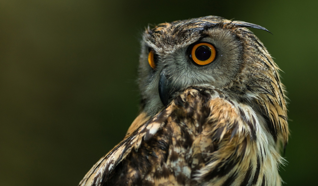 Сова с круглыми глазами