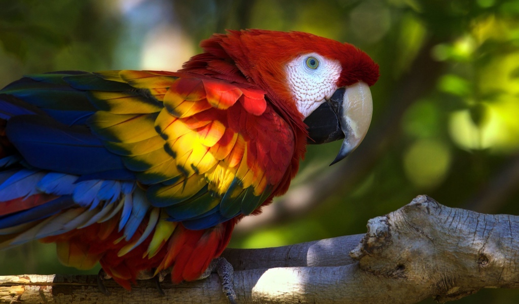 Попугай Ара на ветке