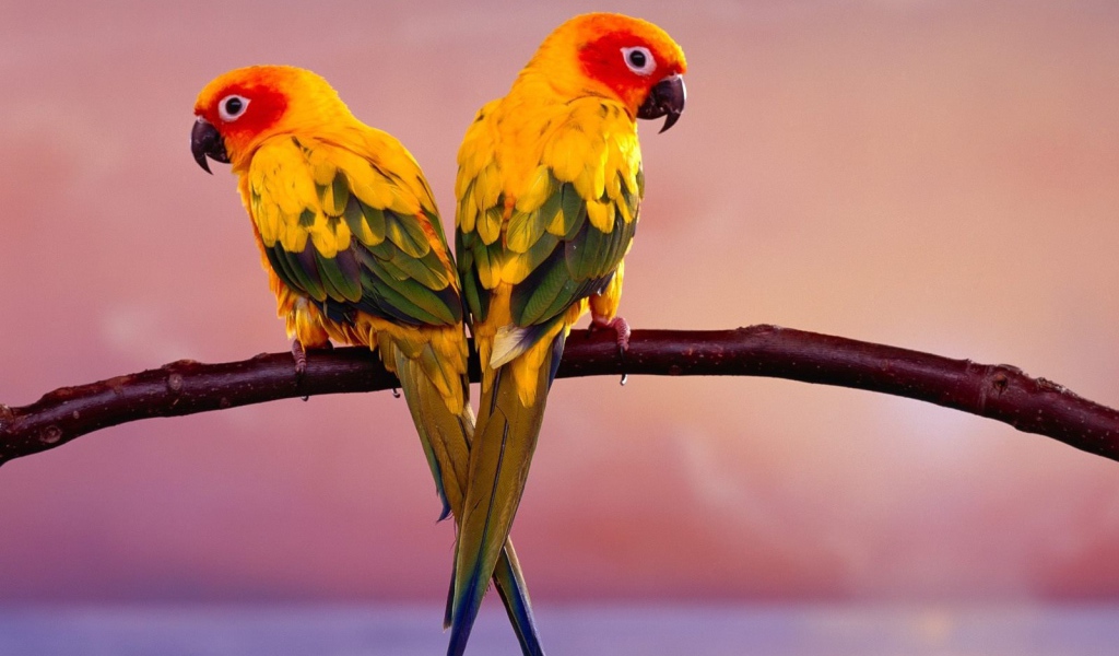 Пара попугаев