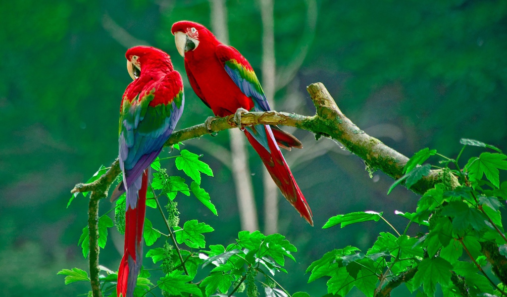 Рай для попугаев 