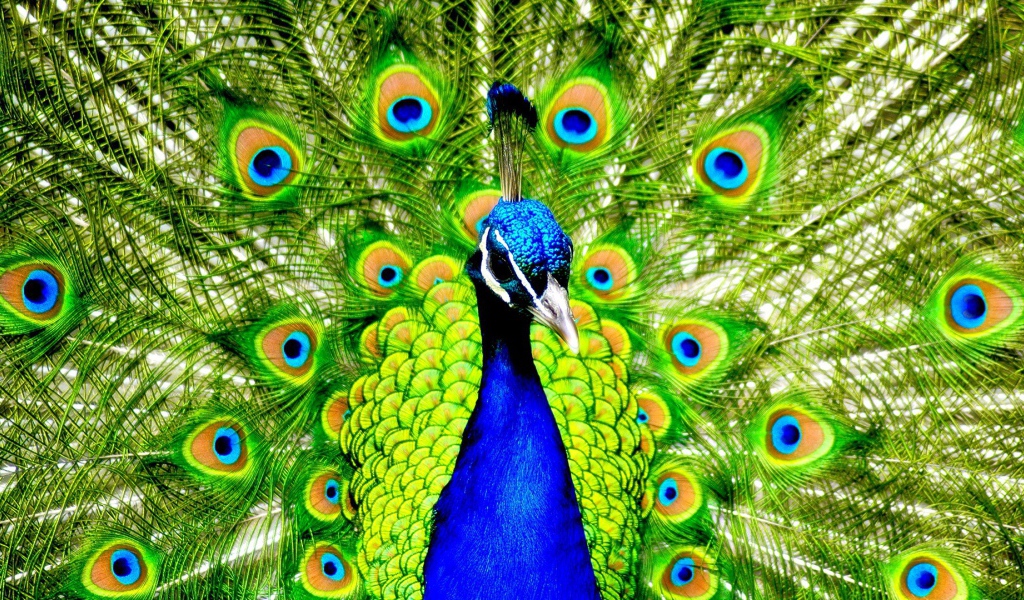 Павлин с распущенным хвостом
