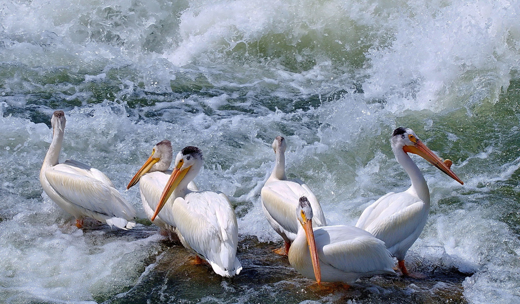Пеликаны среди волн