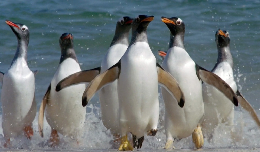 Пингвины выскакивают из воды