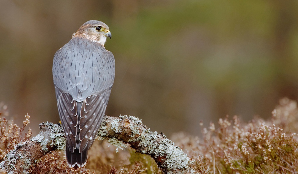 Пиджен ястреб