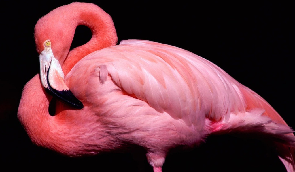 Розовый фламинго 