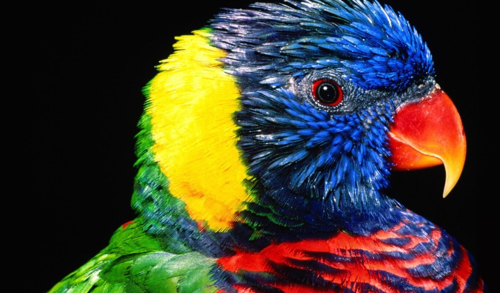 Rainbow lorikeet bird