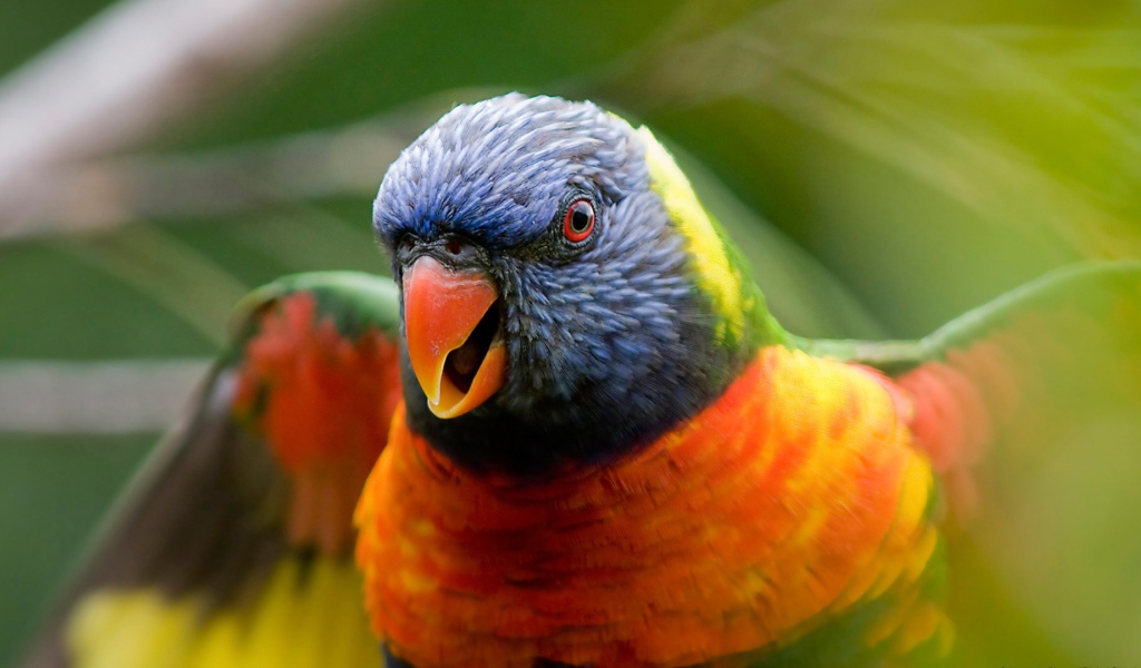 Радужный попугай