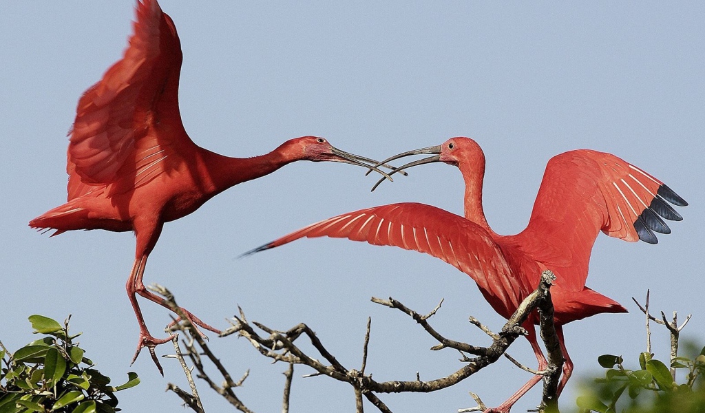 Красные журавли